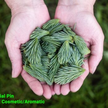 Ulei Esential Pin Vrac